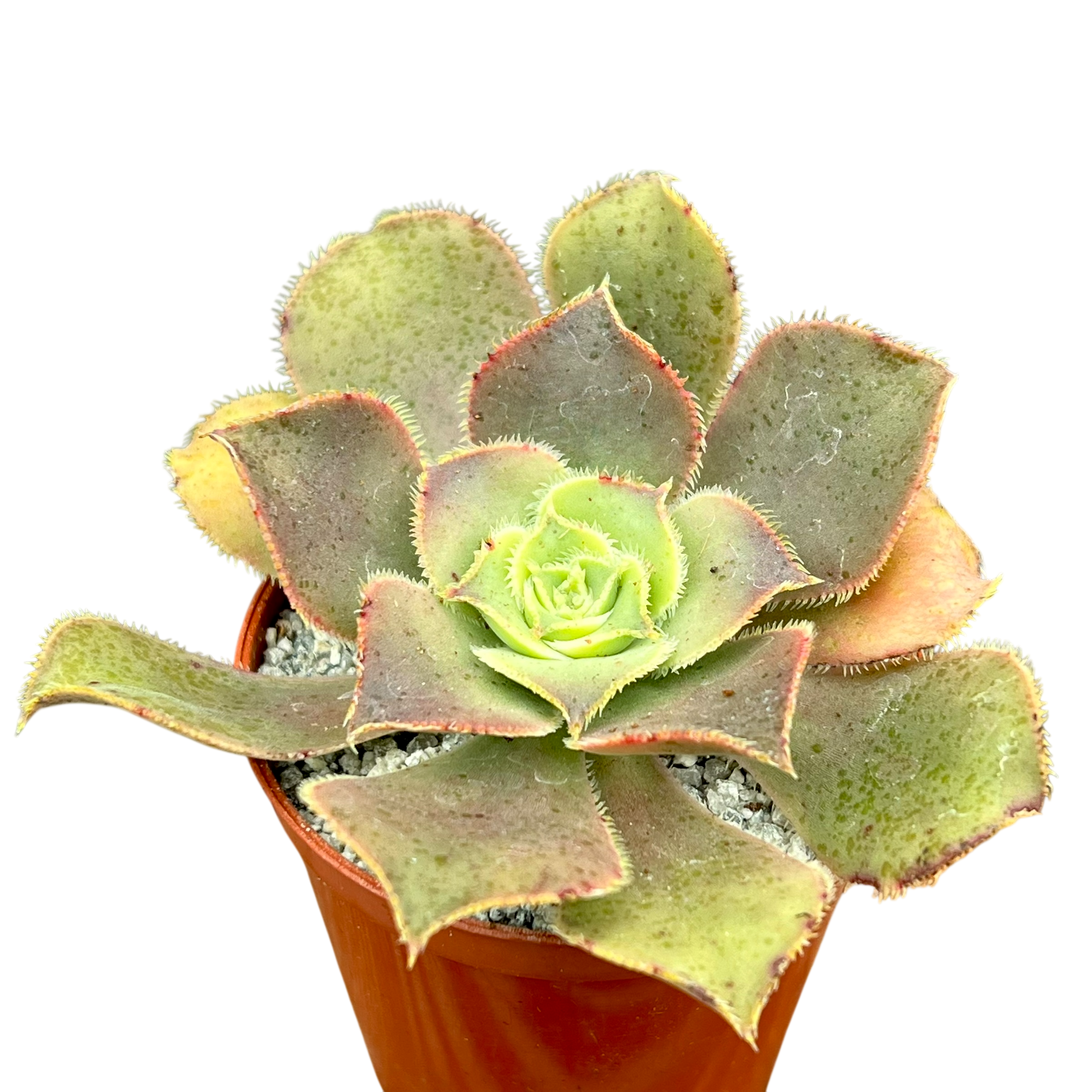 アエオニウム・バルベルデンセ – Surreal Succulents
