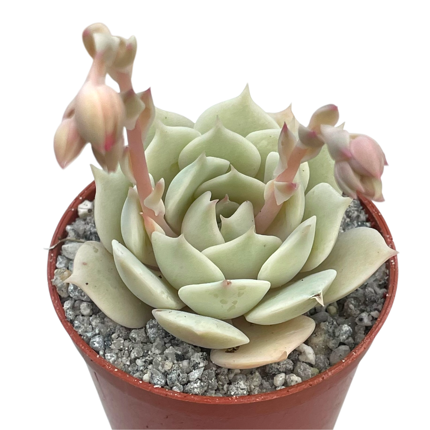 Echeveria jovibar