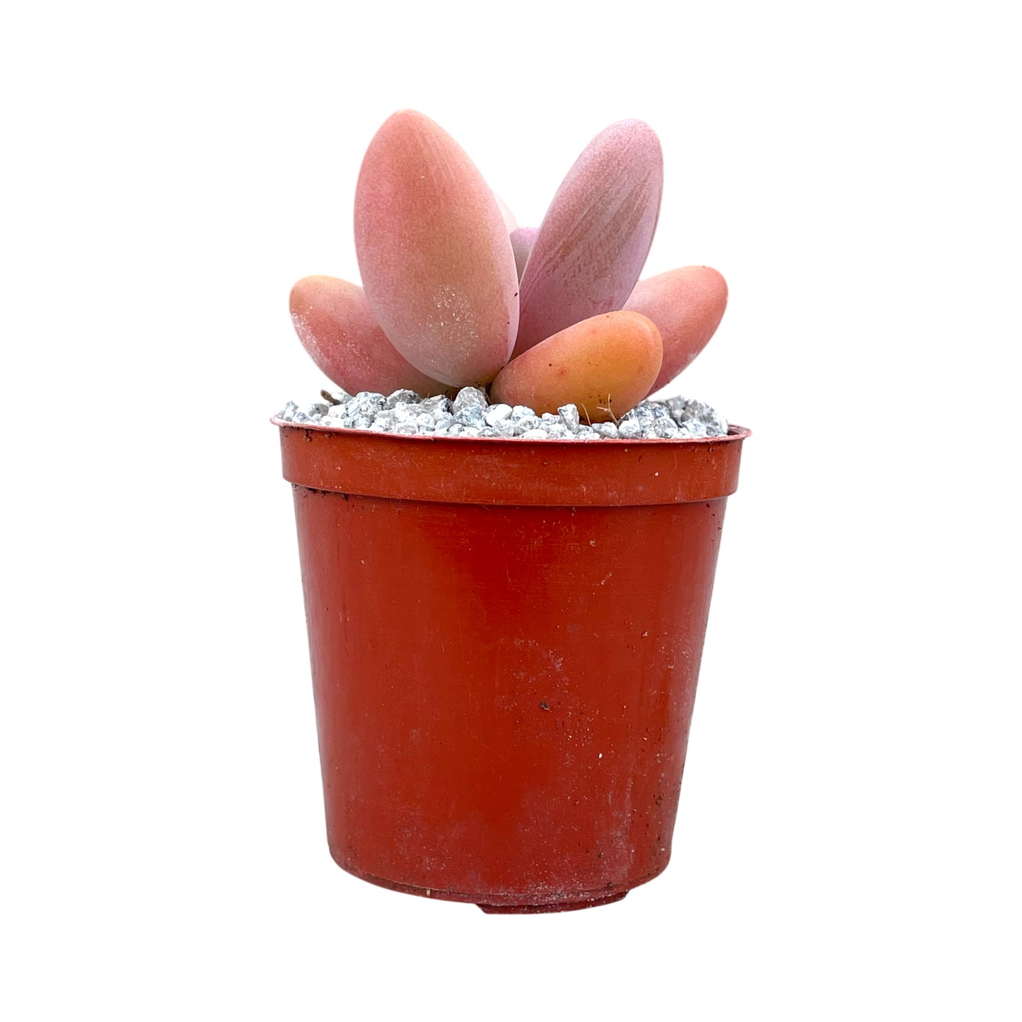 Pachyphytum 'Captain Jessop'
