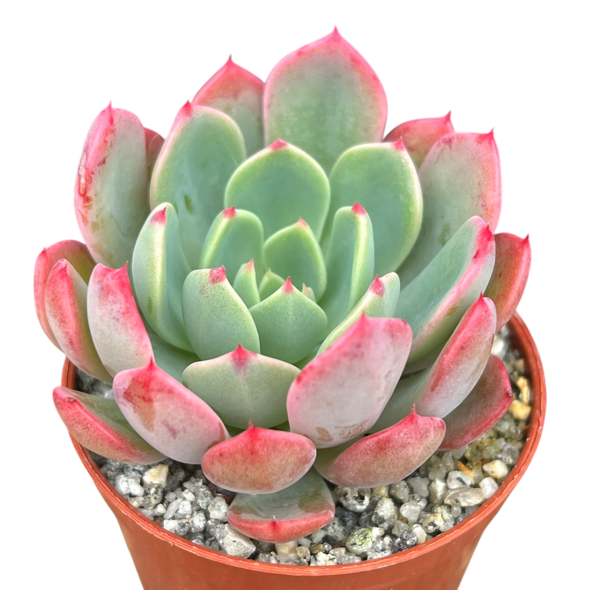 succulent with antenna Echeveria 'Nana Mini Hook' – Surreal Succulents