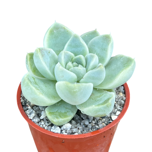 Echeveria albicans