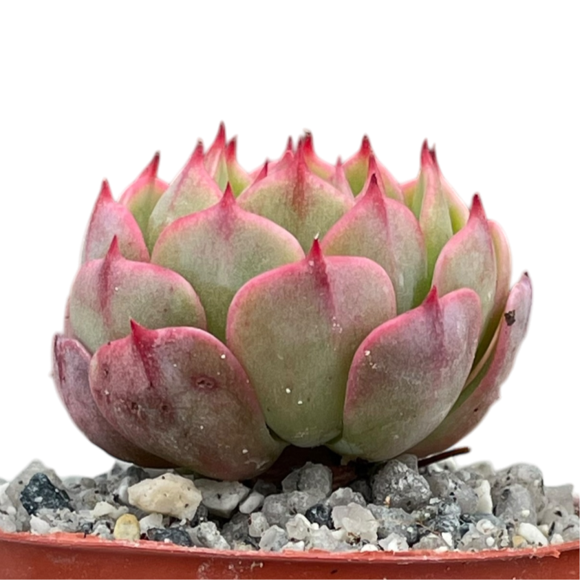 Echeveria secunda ISI 2001-30