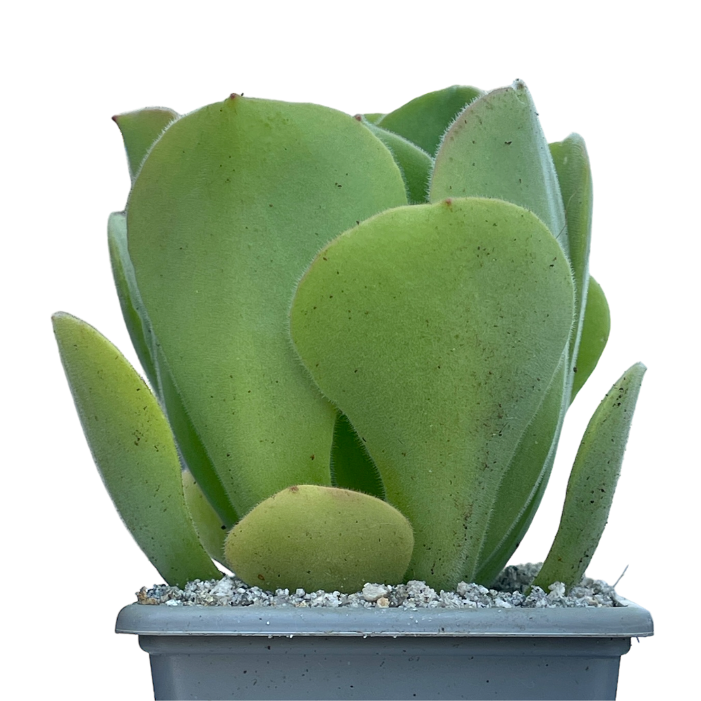 Aeonium canariense var. palmense
