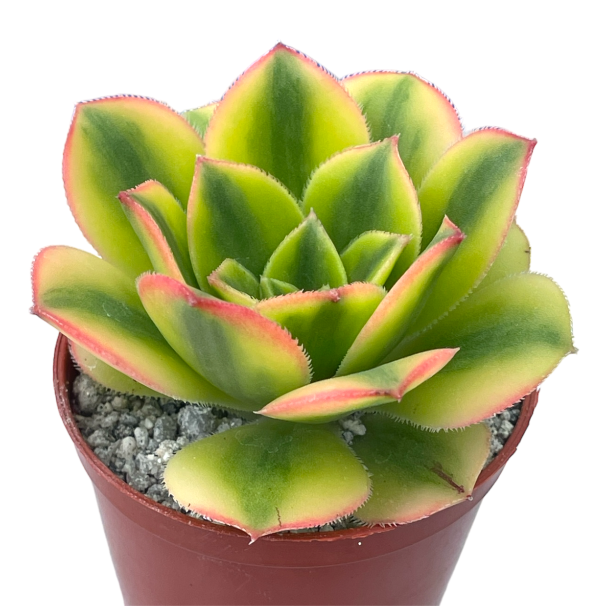 Aeonium 'Floresens'