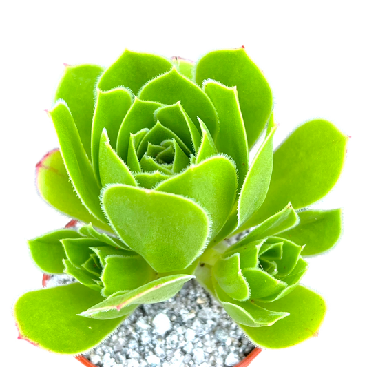 Aeonium 'Emerald Flame'