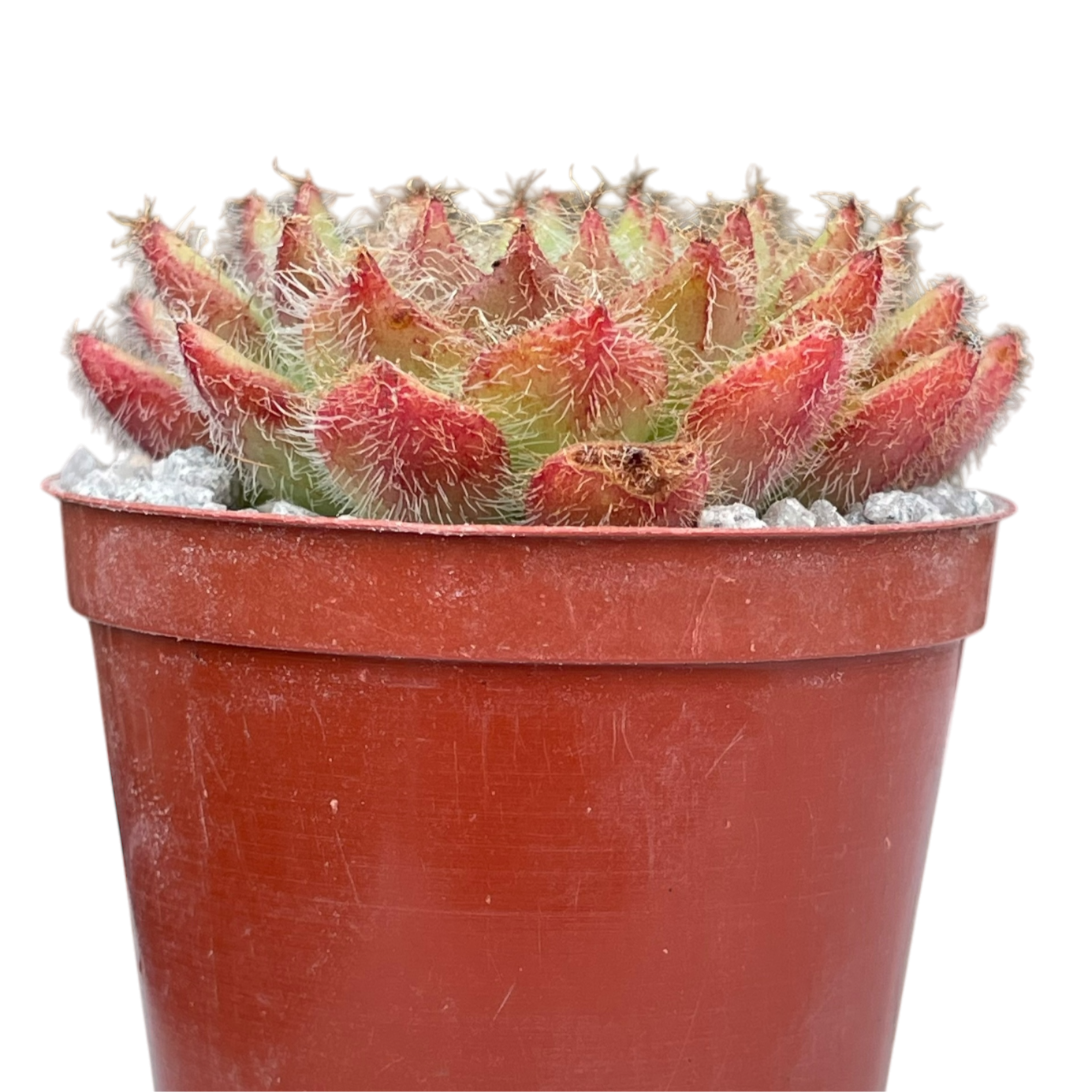 Echeveria 'Eva'