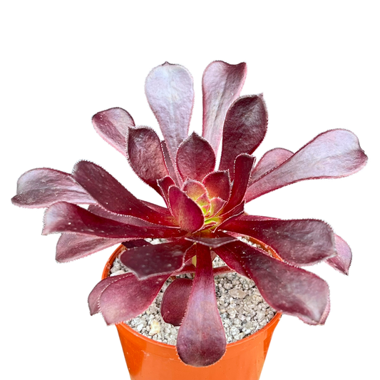 Aeonium arboreum atropurpureum