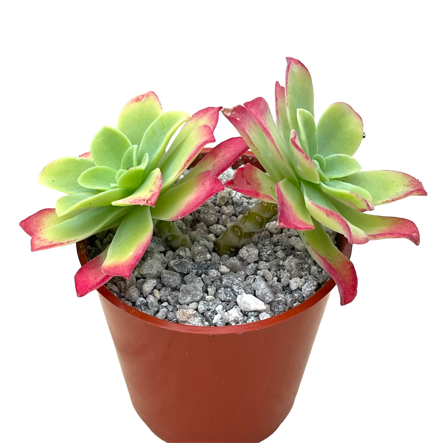 Sedum palmeri