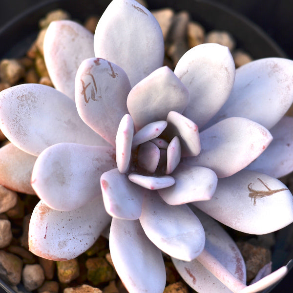 echeveria laui succulent Echeveria laui – Surreal Succulents