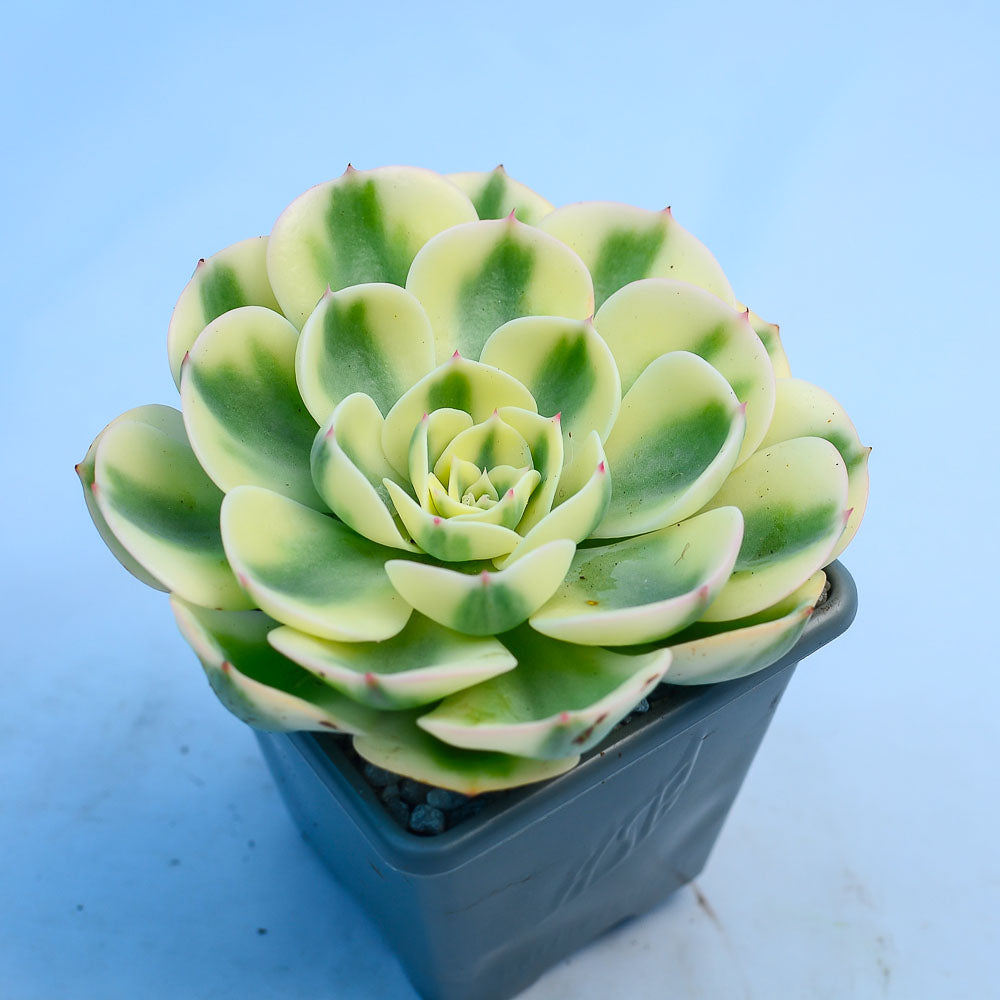 carousel succulent Echeveria 'Compton Carousel' – Surreal Succulents