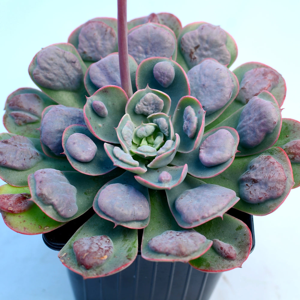 Echeveria Raindrops