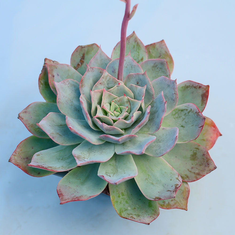 echeveria white rose succulent Echeveria 'White Rose' – Surreal Succulents