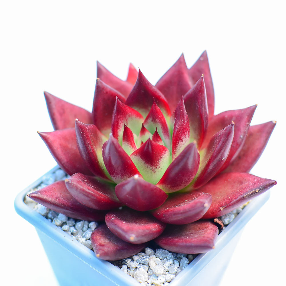 red vine succulent Echeveria 'Wine Red' – Surreal Succulents