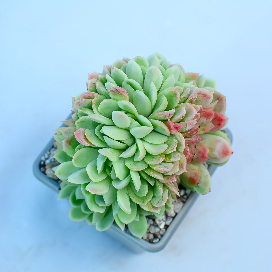 succulent cristata Echeveria elegans cristata – Surreal Succulents