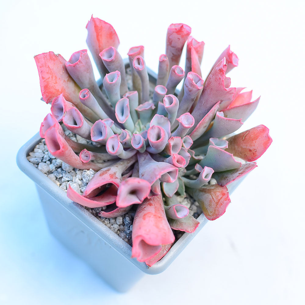 trumpet pinky succulent Echeveria 'Trumpet Pinky' – Surreal Succulents