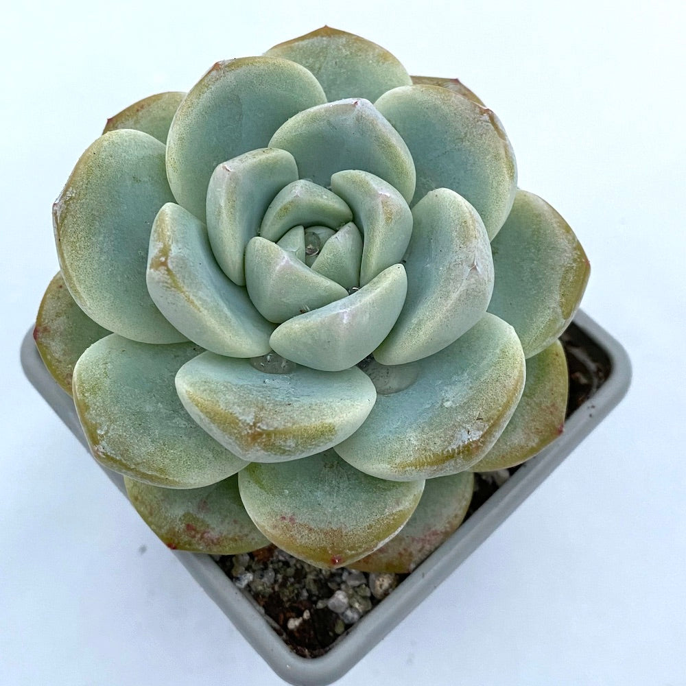 green ice succulent Echeveria 'Ice Green' – Surreal Succulents