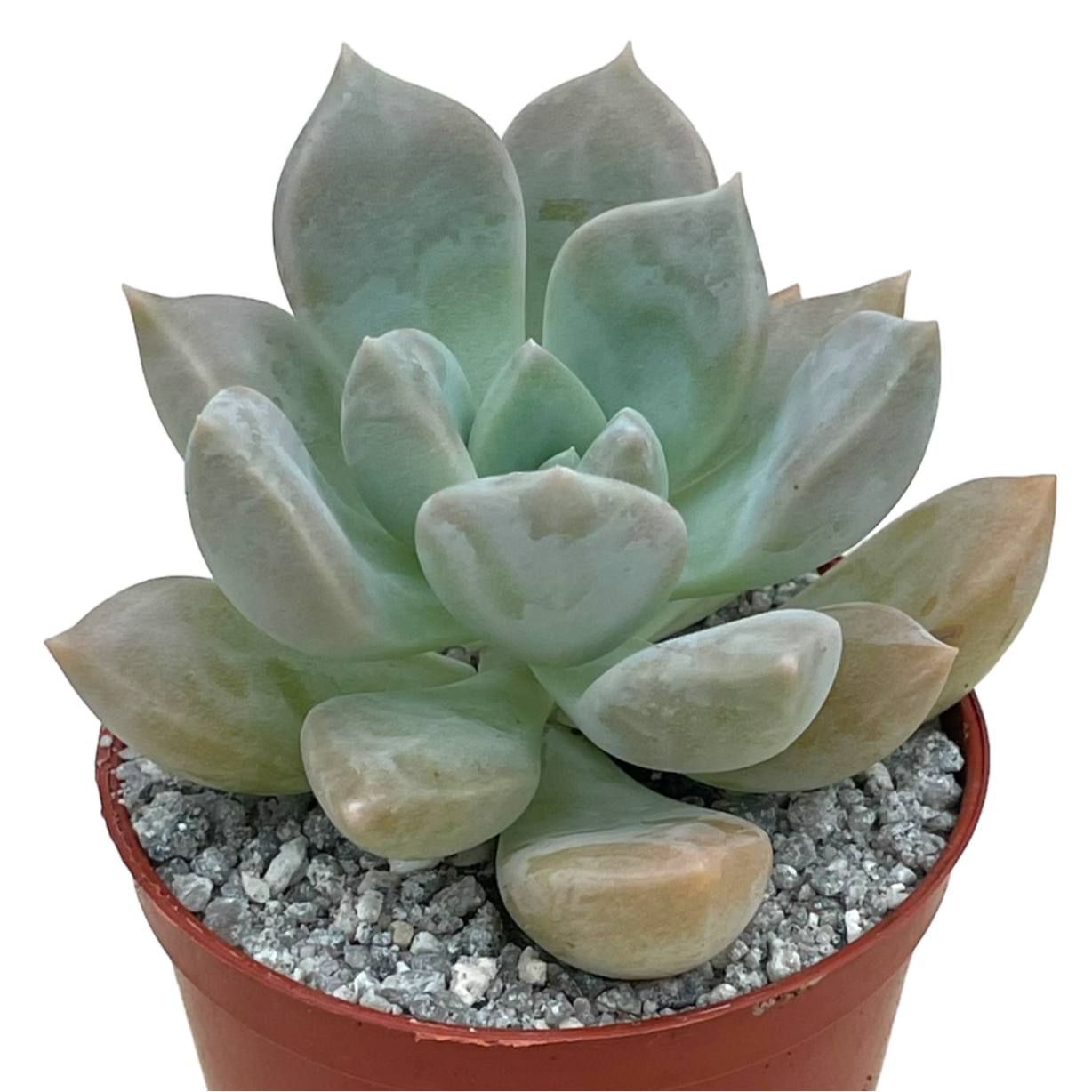 x Graptoveria 'Koala'