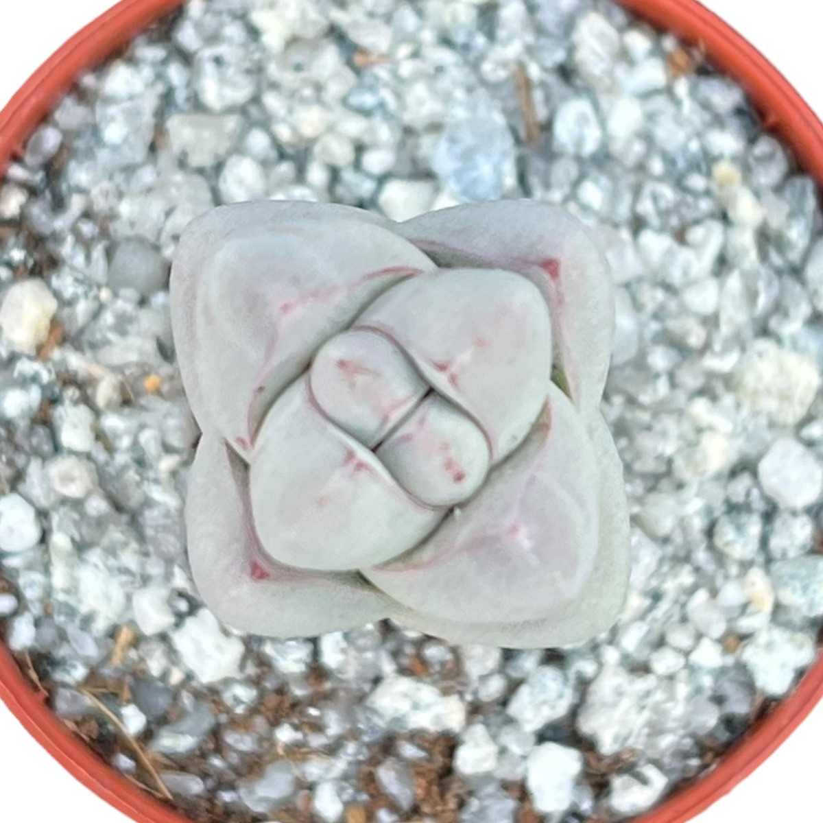 Crassula plegmatoides