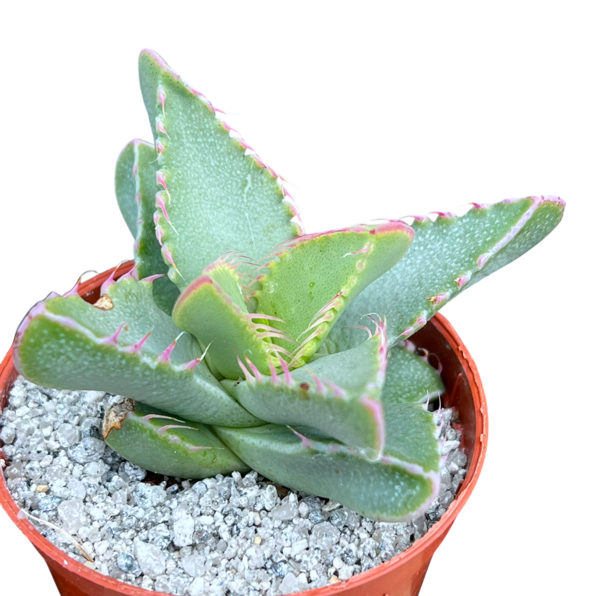 prehistoric succulents Faucaria britteniae – Surreal Succulents