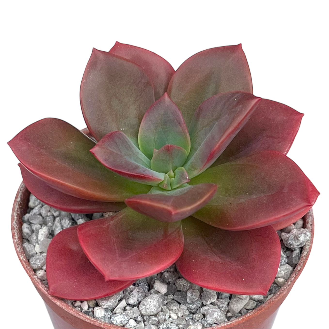 Echeveria 'Chroma'