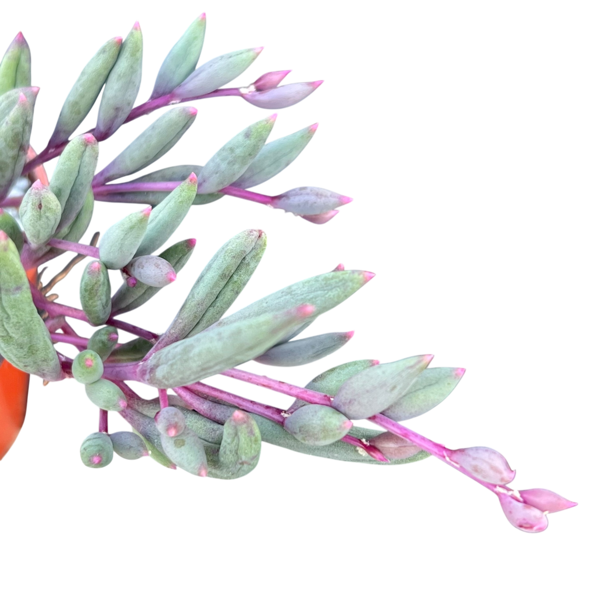 succulent purple stem green leaves Othonna capensis