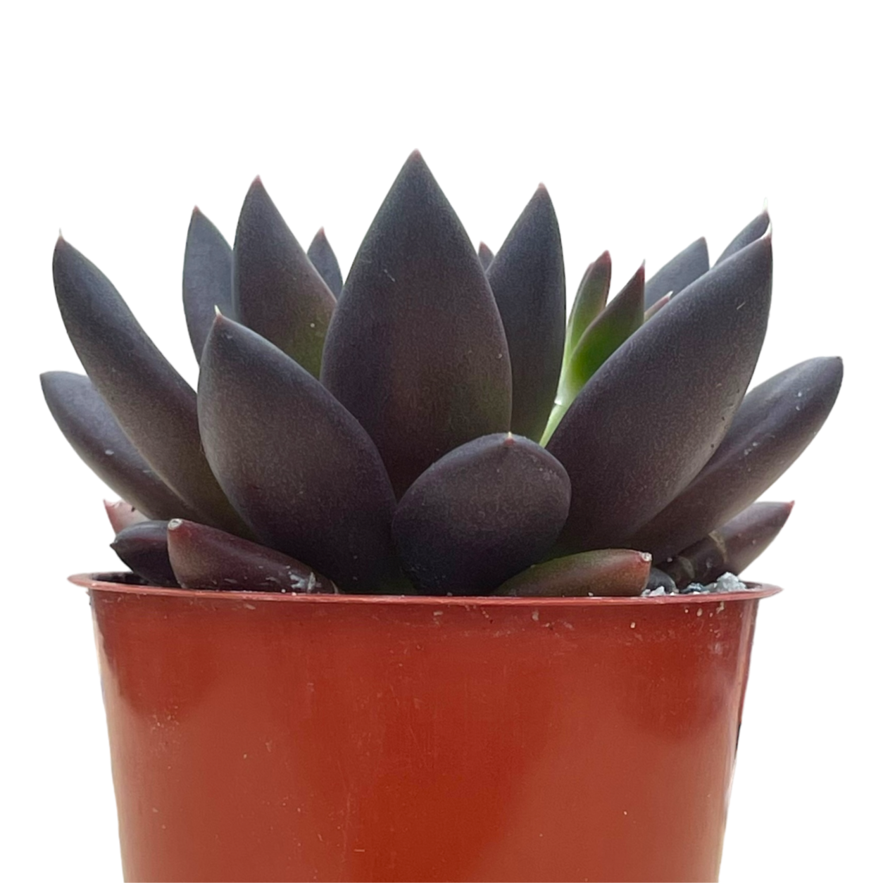 Echeveria affinis