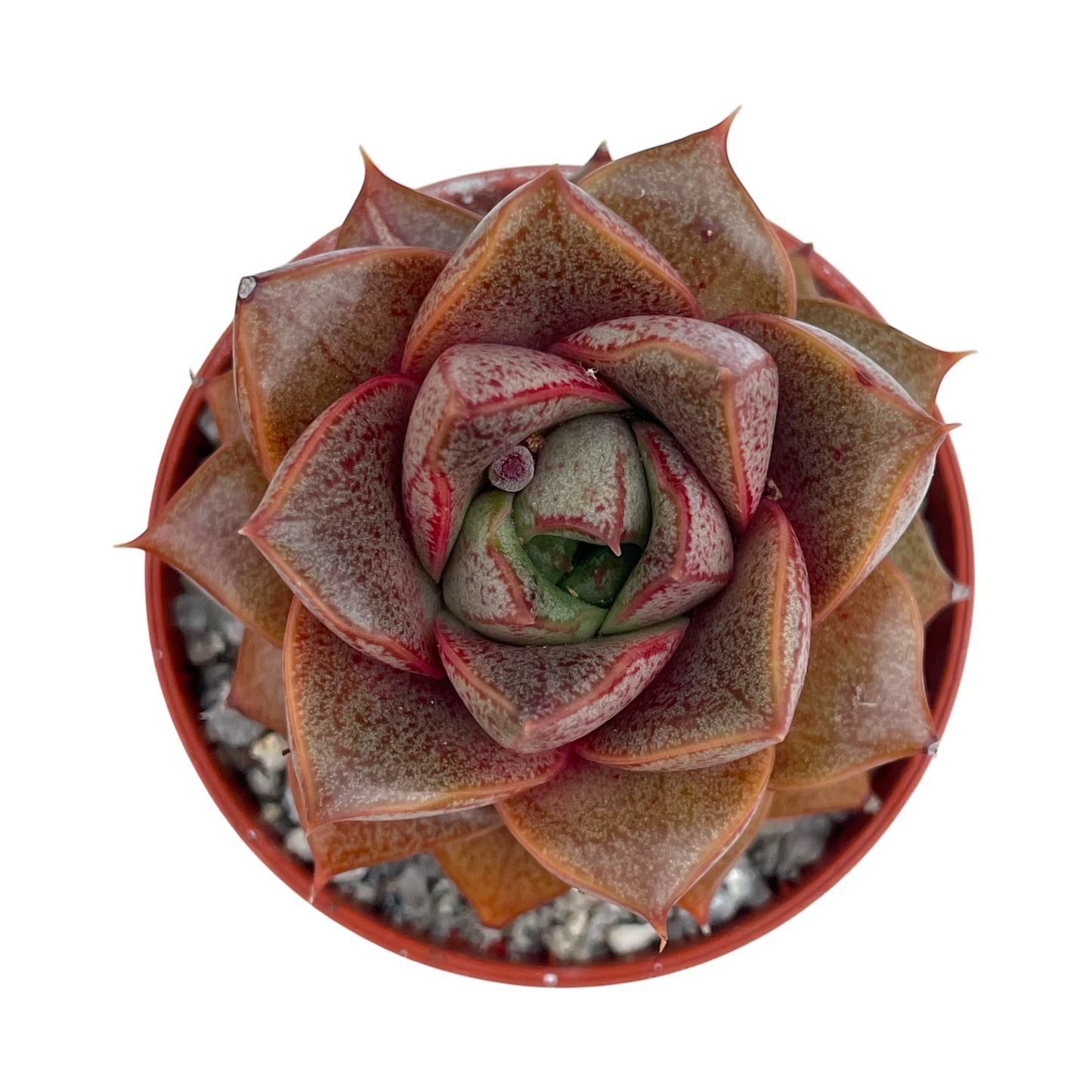 Echeveria 'Dionysos'