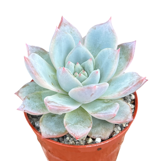 Echeveria 'Blue Bird'