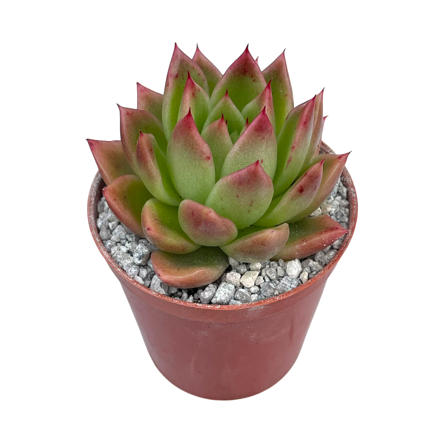Echeveria agavoides 'Miranda'