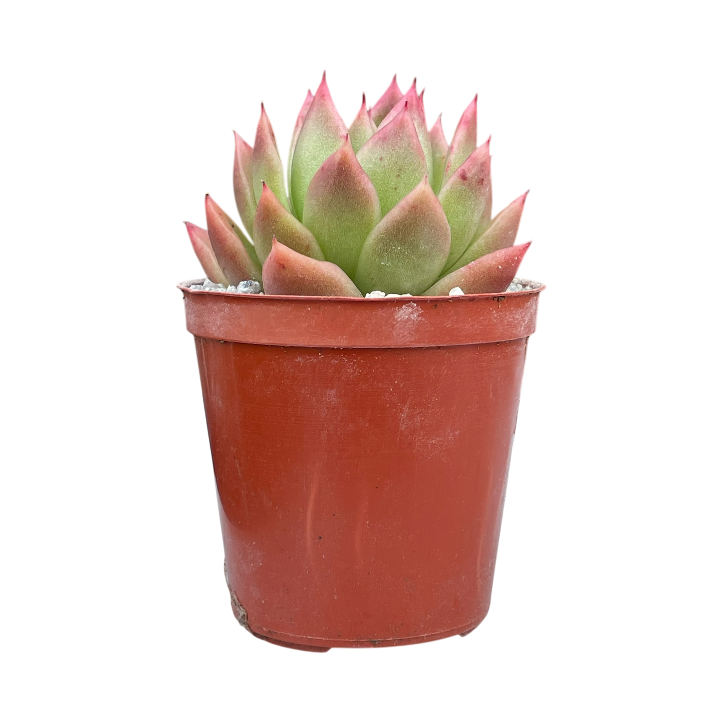 Echeveria agavoides 'Miranda'
