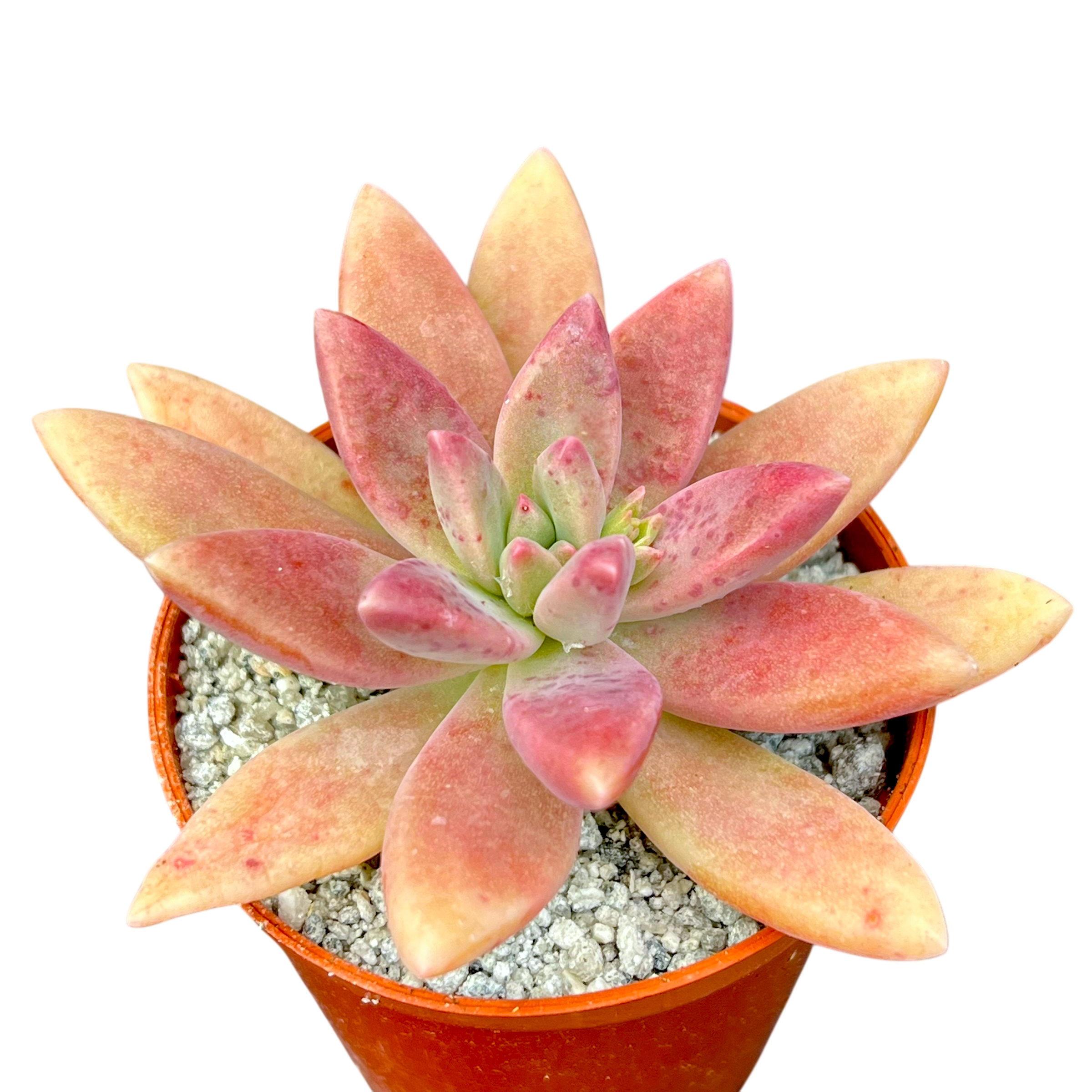 x グラプトセダム 'ダーリーサンシャイン' – Surreal Succulents
