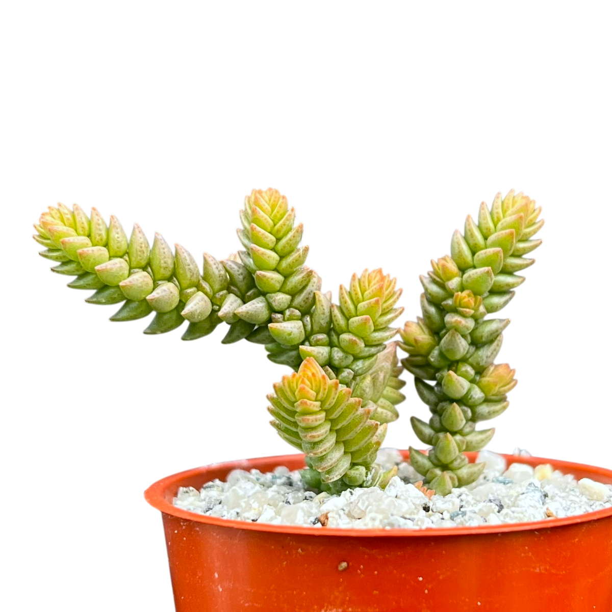 succulent that looks like moss Crassula muscosa var. purpusii – Surreal Succulents