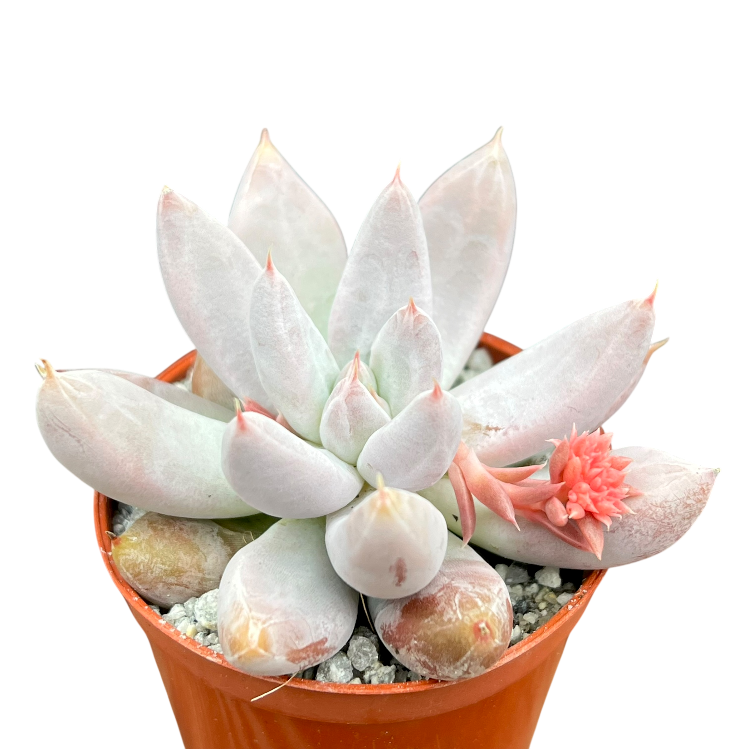 エケベリア・トリマネンシス – Surreal Succulents