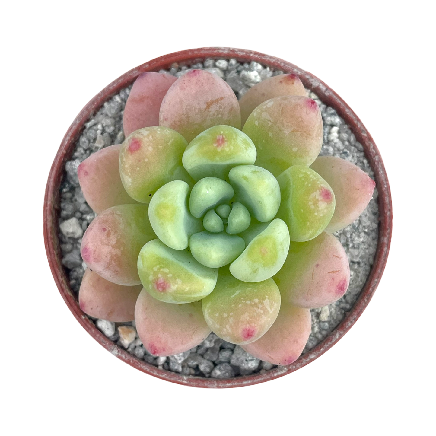 Sedum clavatum