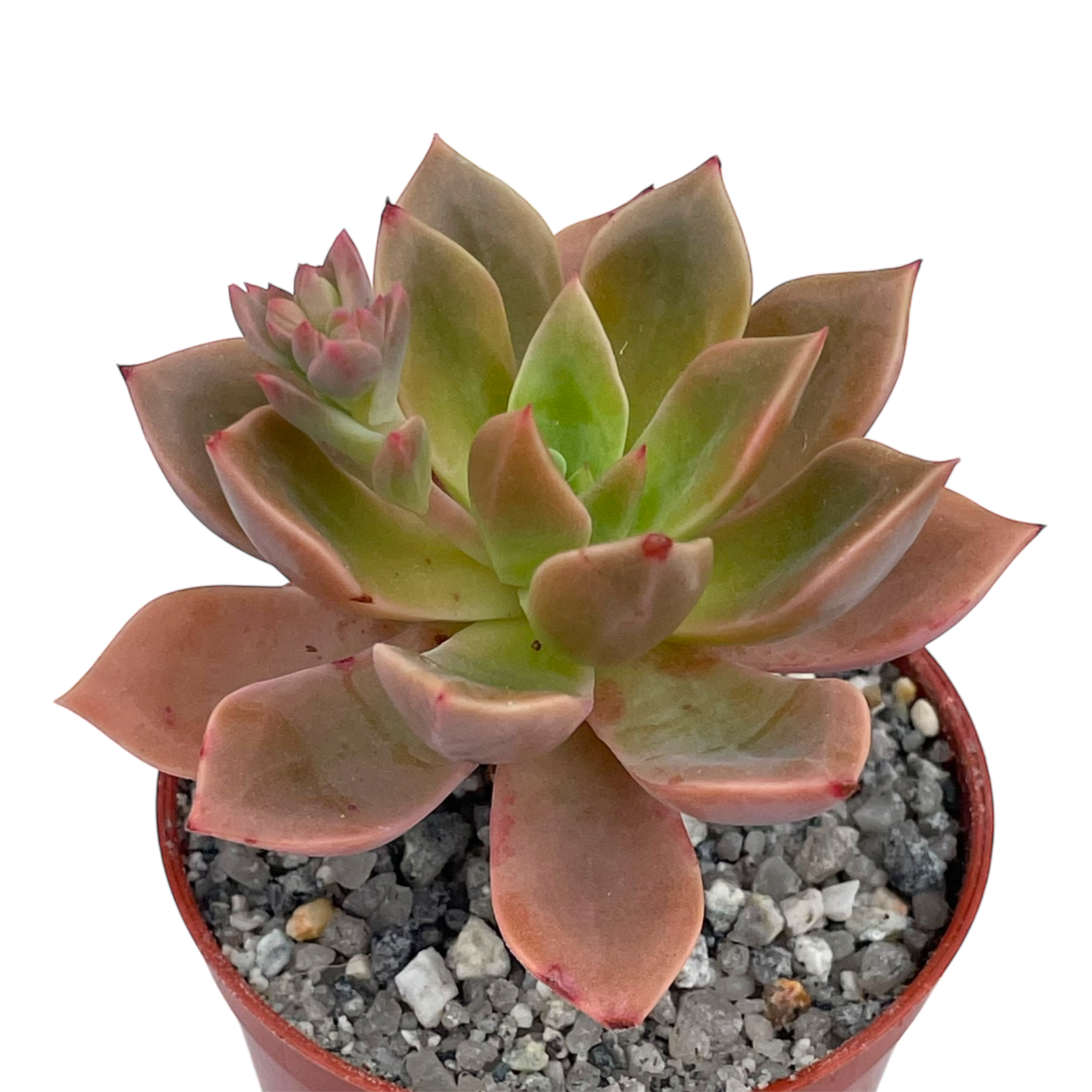 Echeveria 'Meteor'