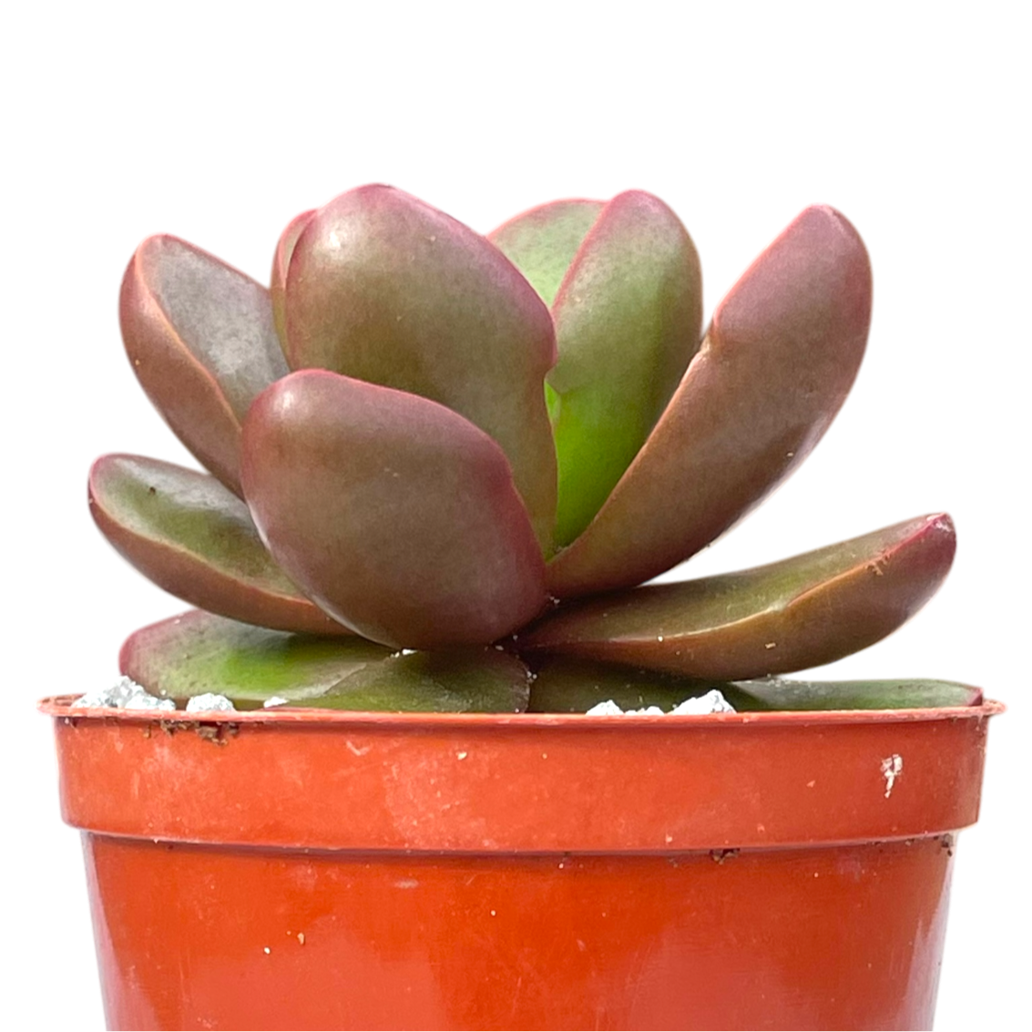 Crassula clavata