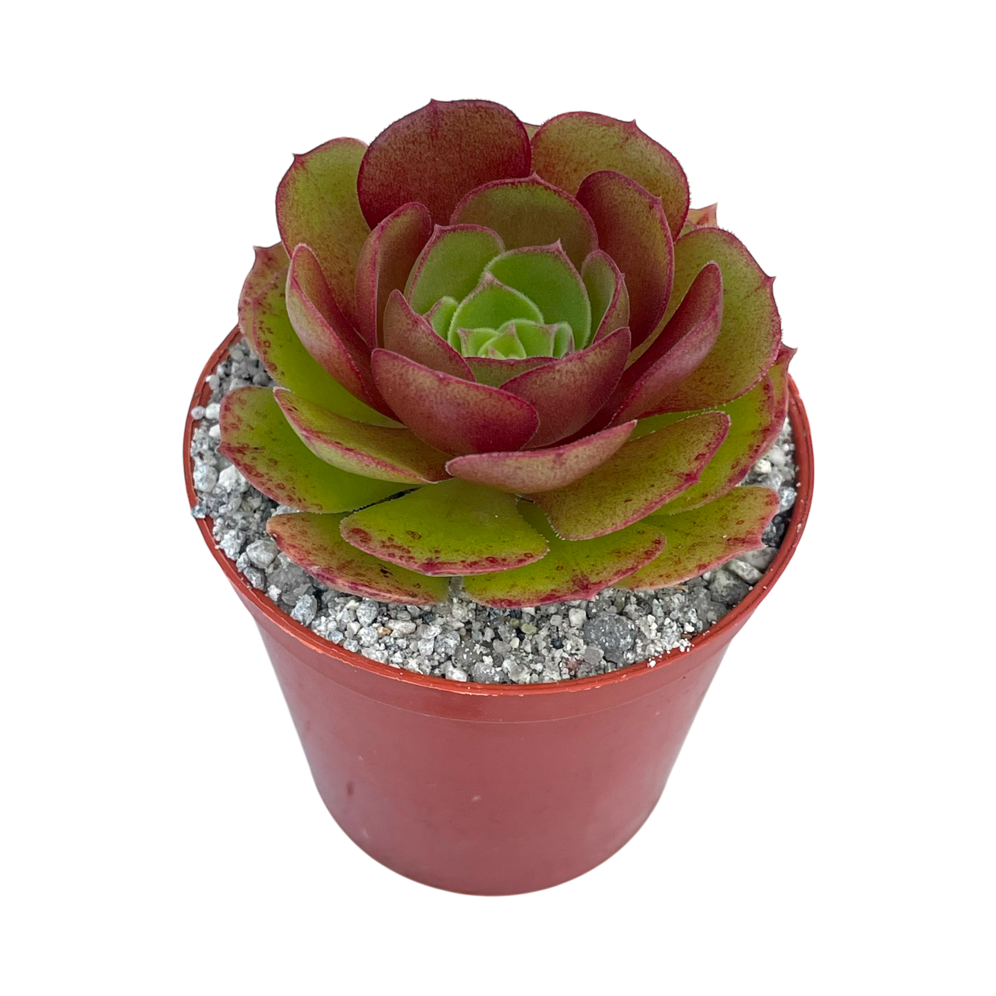 Aeonium 'Madeira Rose'