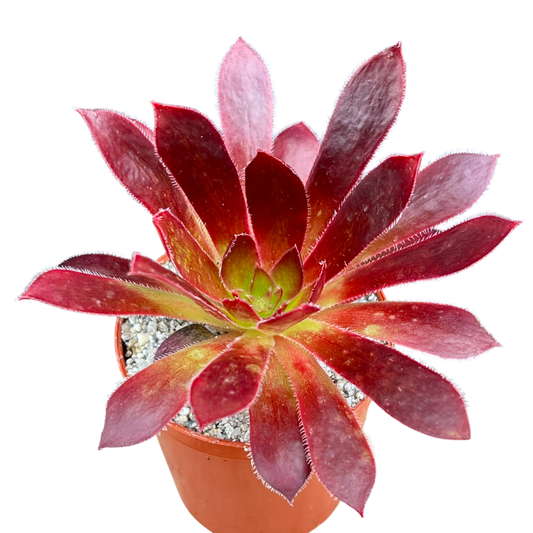 Aeonium 'Black Magic'