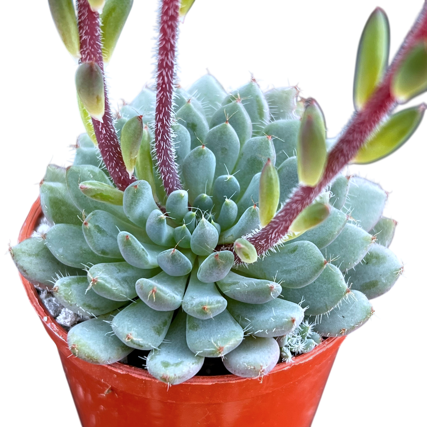 Echeveria setosa var. deminuta