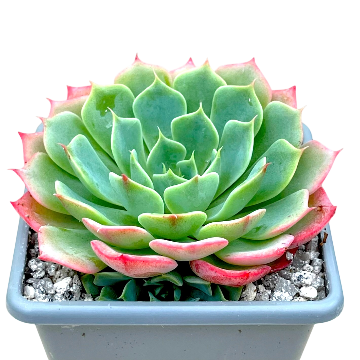 Echeveria glauca – Surreal Succulents