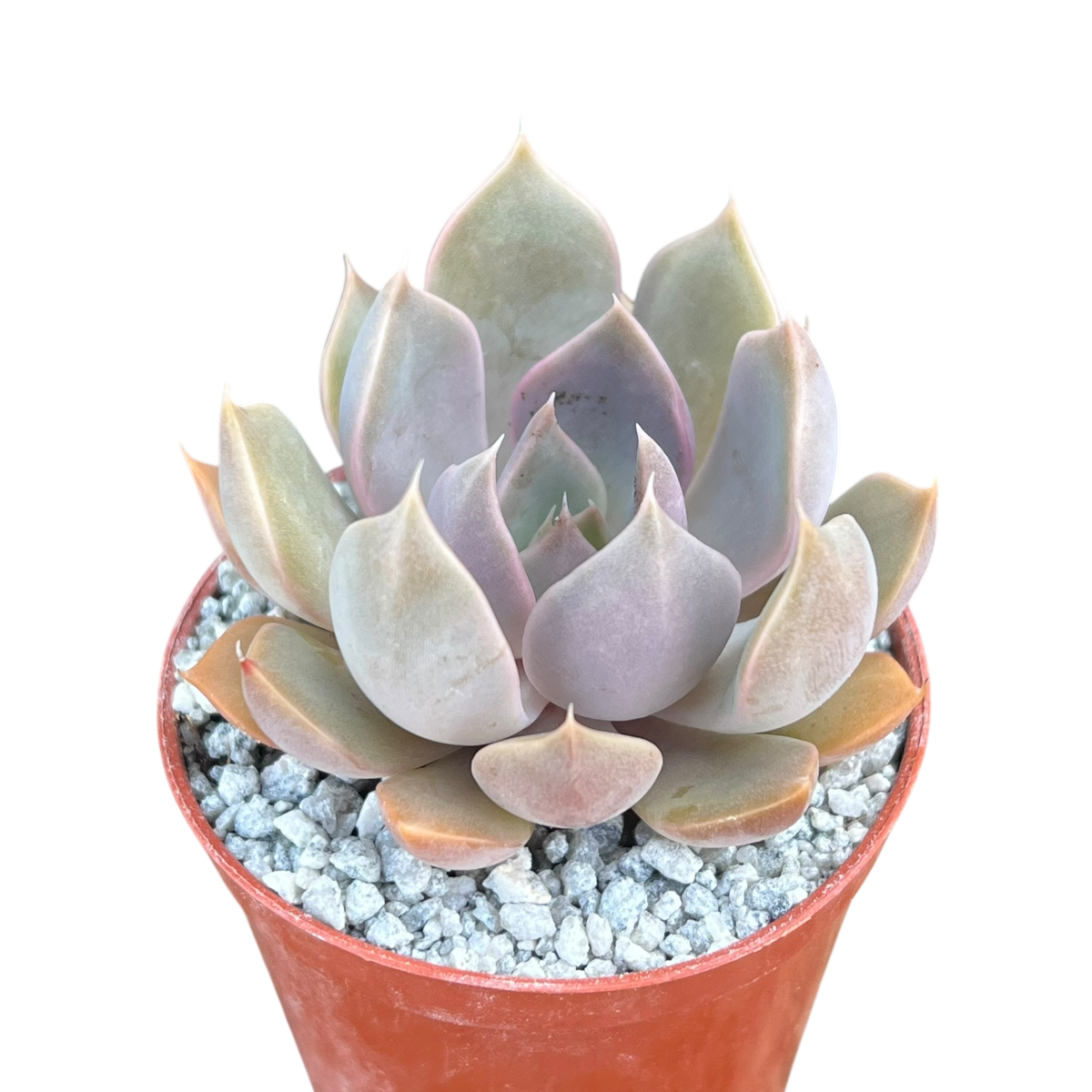unknown succulents Echeveria 'Mensa' – Surreal Succulents