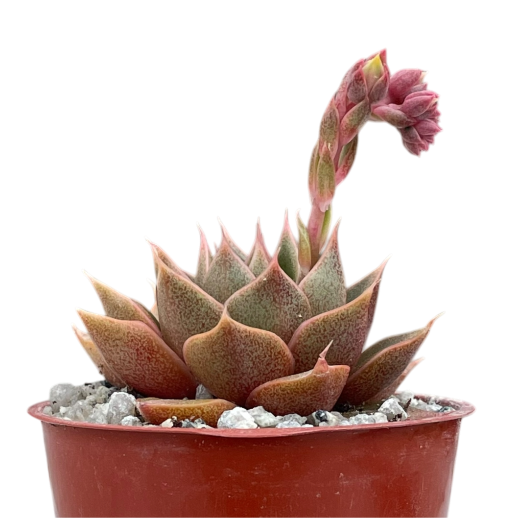 Echeveria setorum 'Victor'