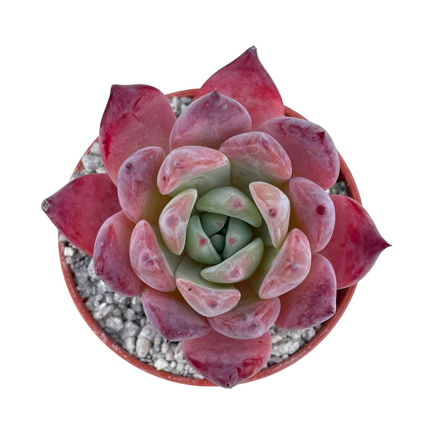 Echeveria 'Humming Bird'