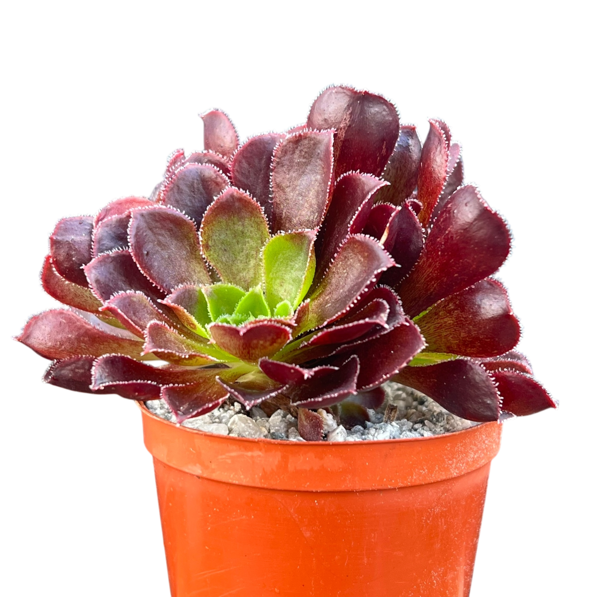 x Semponium 'Halo'