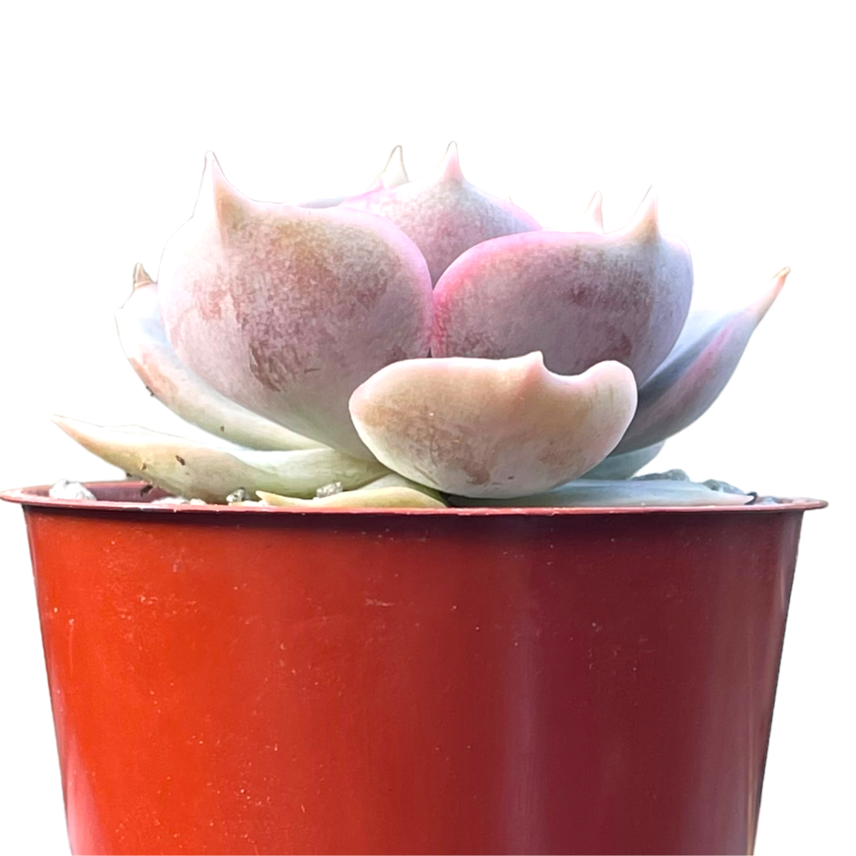 Echeveria 'Holy Gate'