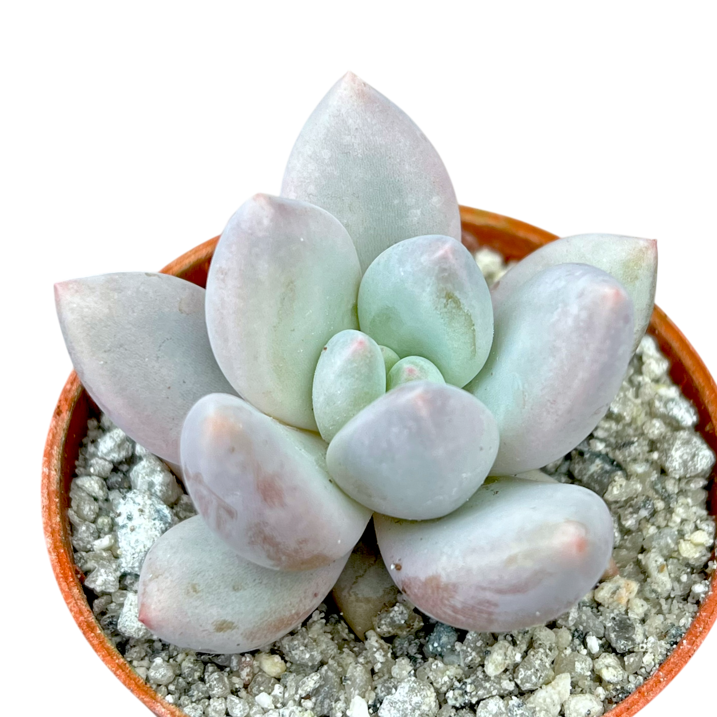 elaine succulent x Pachyveria 'Elaine' – Surreal Succulents