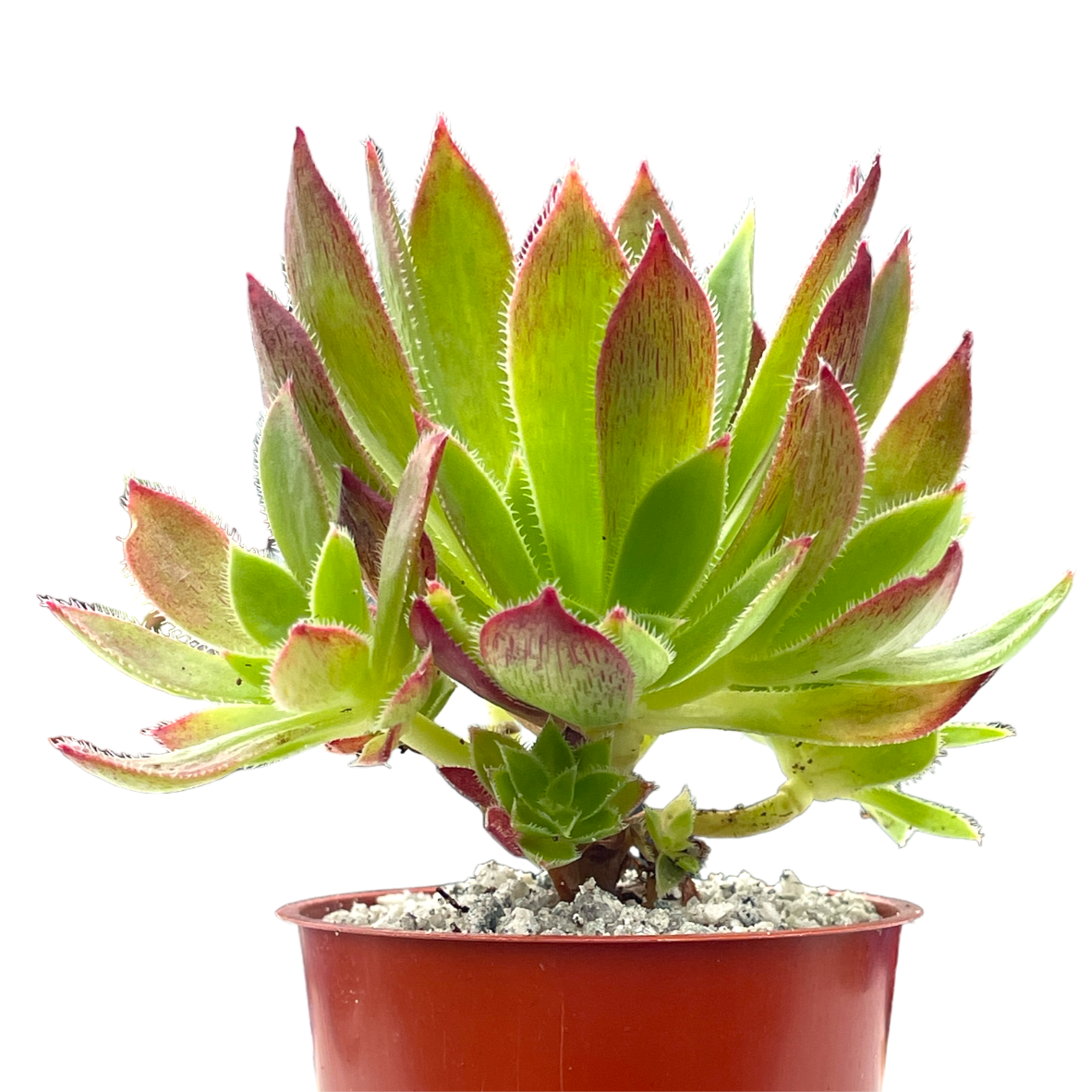 Aeonium 'Cornish Tribute'