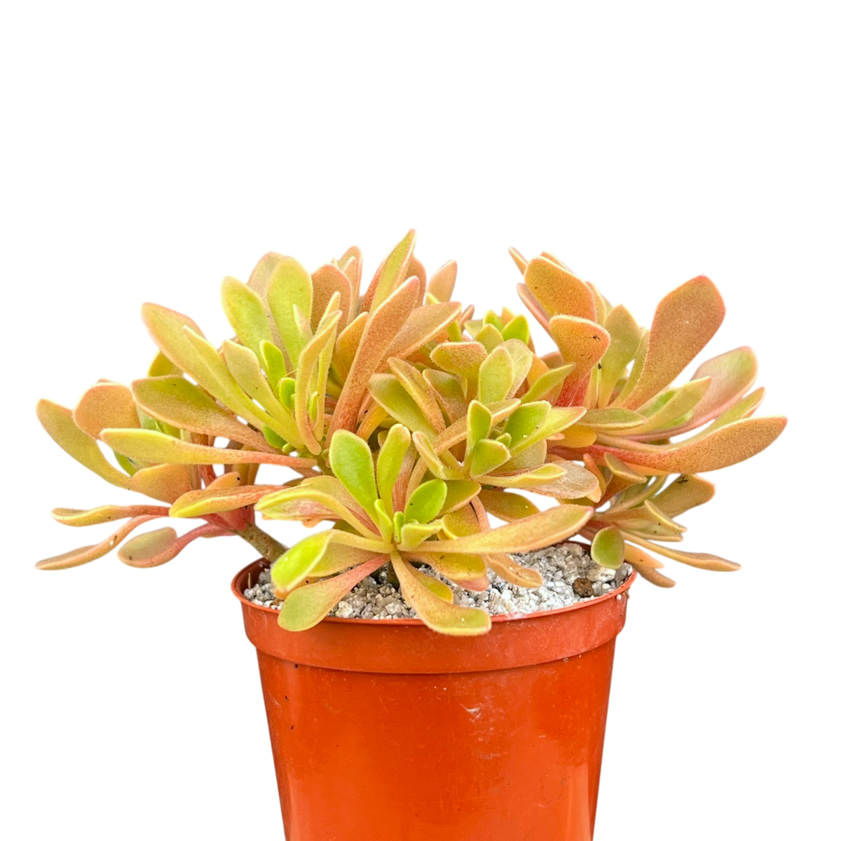 Aichryson aizoides