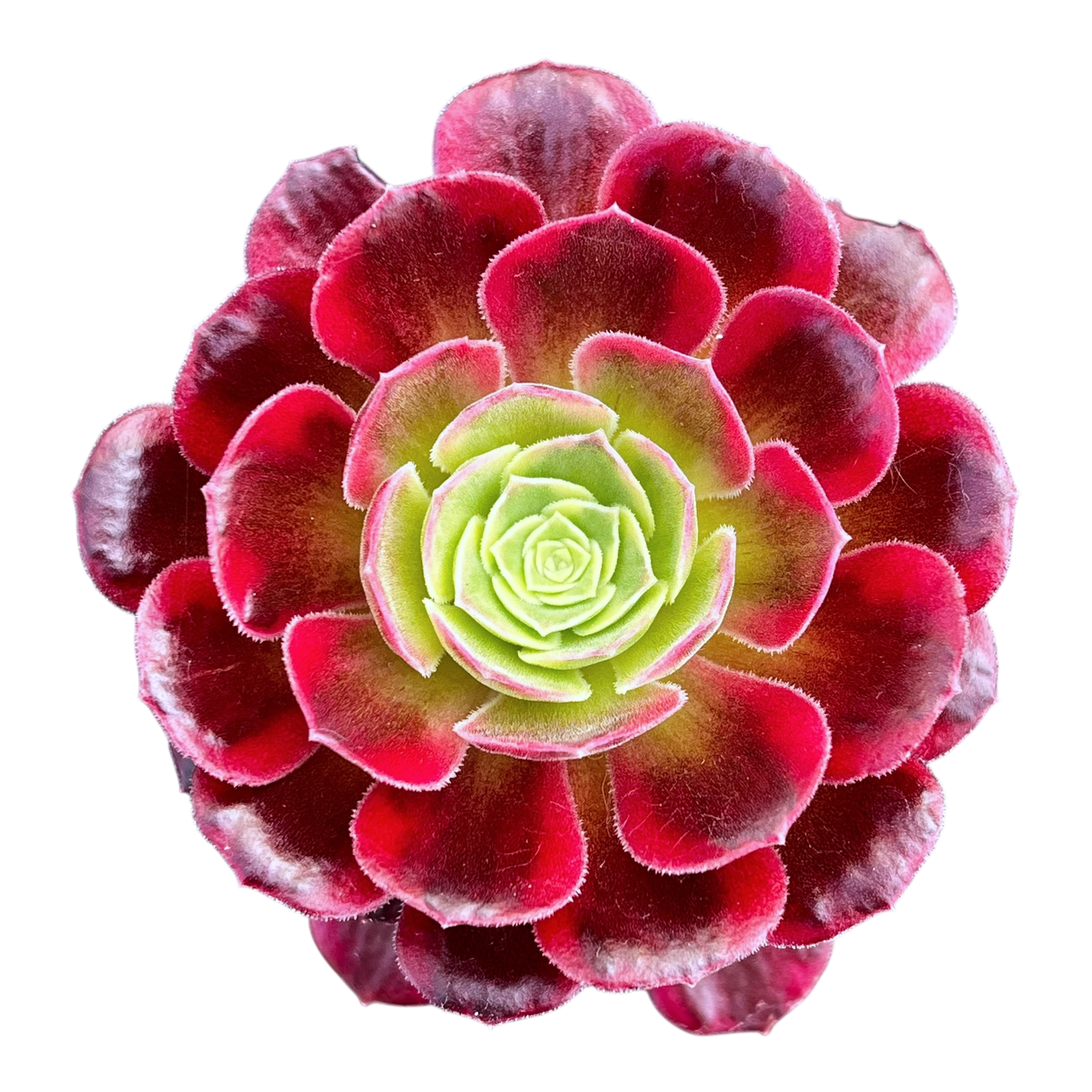 Aeonium 'Halloween' variegata (Form 2)