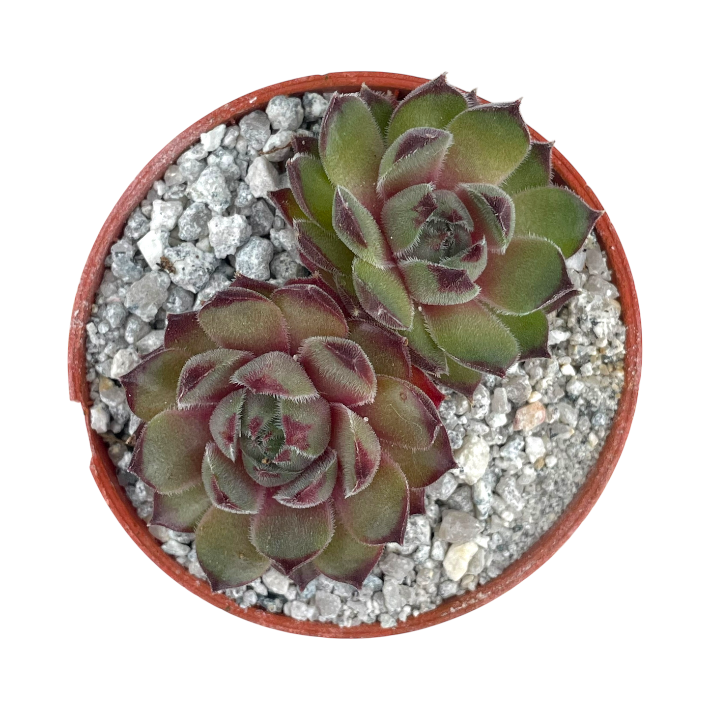 Sempervivum 'Seminole'